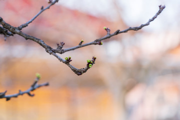 Closeup of flower buds and young leaves on the branches of a fruit tree on a sunny spring day. The concept of blooming spring.