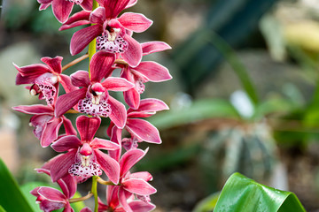 Cymbidium carina orchid gainst tropical greens. Cymbidium commonly known as boat orchids