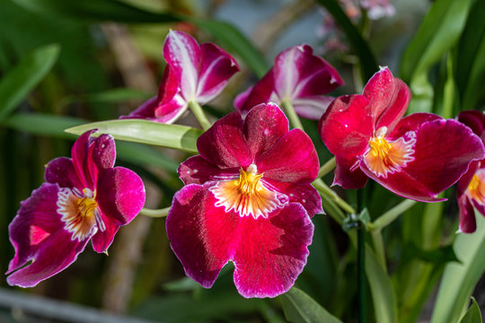 Beautiful pansy orchid. Miltonia orchids close up.