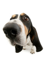 Studio shot of an adorable Basset hound