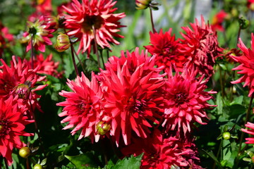 Rote Dahlien Blumenbeet