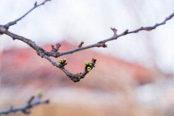 Closeup of flower buds and young leaves on the branches of a fruit tree on a sunny spring day. The concept of blooming spring.
