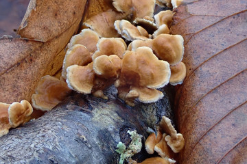 Brown Mushrooms on tree trunk 