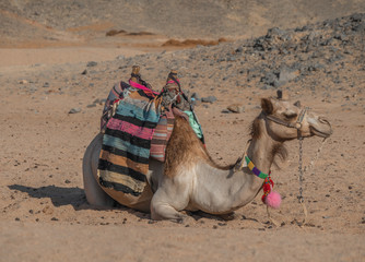 Camel is sitting on a hot desert sand in a desert scenery