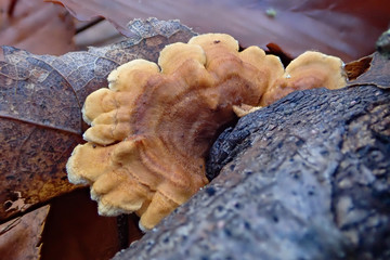 Brown Mushrooms on tree trunk 