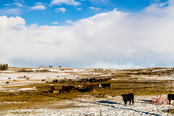 Cattle grazing in a field. Rockyview County, Alberta, Canada