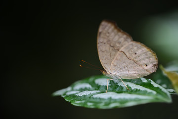 Fototapeta na wymiar A brown tropical butterfly with brown spots sits on a leaf against a green background