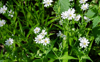 white flowers in the park on a background of green leaves, spring warm day