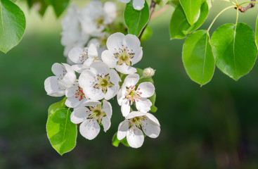 pear flowers with white petals and red stamens, flowering branch of a fruit tree, spring warm day, in the garden,