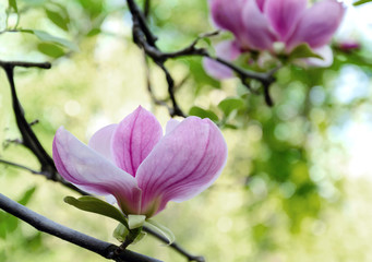 Magnolia flower, tree branches with large fragrant magnolia flowers on a sunny day