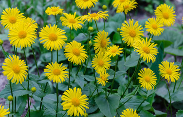 yellow flowers on a green background, happy afternoon