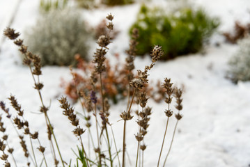 Morning frost on lavender plant blurred frosty background