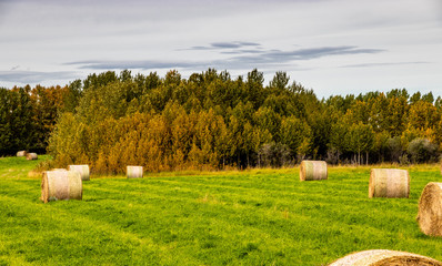 Hay bales in the field and fall colours in the trees. Rockyview County, Alberta, Canada