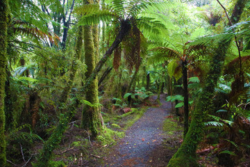 Ancient New Zealand forest