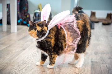 Cat with wings
