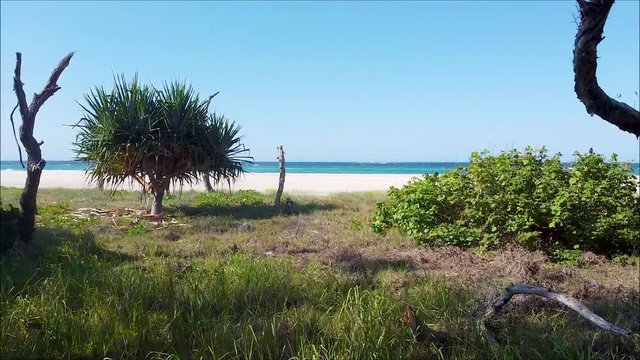 Walking Along Tree Line With Sea In The Distance. Strafing On Shot Of Tree Line On Straddie Island With Sea From.