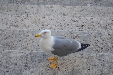 Fototapeta premium Seagull close-up