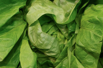 Fototapeta na wymiar Closeup, macro of fresh green lettuce leaves in a head of cabbage. Ideal for background and texture. Healthy eating concept