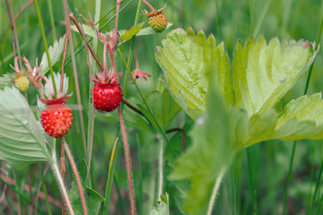 ripe red juicy sweet berry of wild strawberry field close-up, forest berries