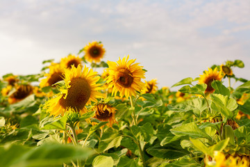 bright ripe flowers of sunflowers in the field at sunset, orange beautiful flowers, agricultural...