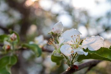 branch with blooming white flowers, cherry blossoms, against the blue blue sky