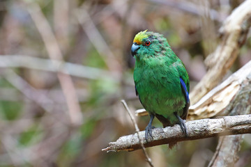 Orange-fronted parakeet, endemic bird of New Zealand