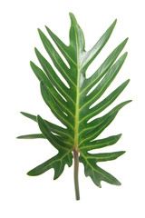 Fototapeta premium Monstera green leaves isolated transparency background.Ornamental plant object