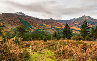 Autumn colored foliage of basque woodland