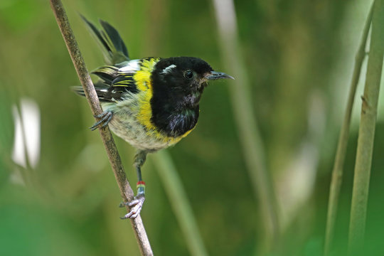 Stitchbird, Endemic Bird Of New Zealand