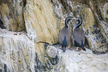 Two Spotted shags on rocks, New Zealand