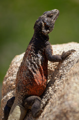 Iguana on the Rock