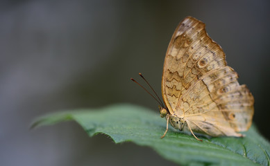 A brown tropical butterfly with brown spots sits on a leaf against a green background