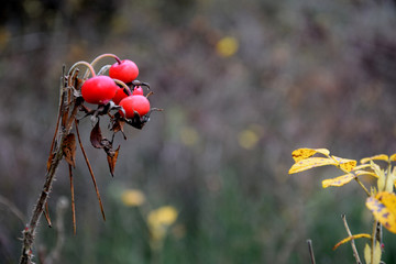 Rosa rugosa (Japanese rose) - a hip 