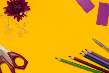 Obraz premium Back to school concept flat lay.Scissors,colorful pencils and flower of chrysanthemum on the yellow background.Copy space for text,top view