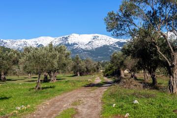 Olive grove on a background of snow-capped mountains