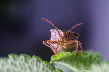 The bug the green tree shield Palomena prasina sits on the leaf