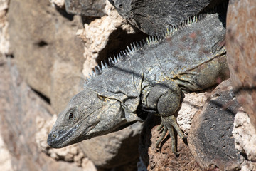 Mexican Spiny Tail Iguana on a stone wall.