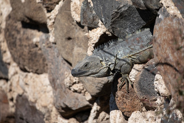 Mexican Spiny Tail Iguana on a stone wall.