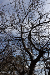 Tree on a mountainside near Lake Chapala, Jalisco, Mexico.