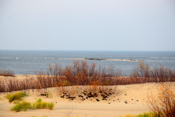 Baltic sandbank - a colony of seals