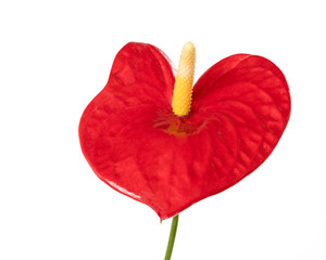 Red, heart shaped flower for Valentine's Day.