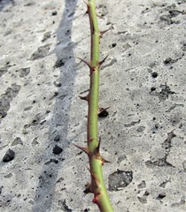 Closeup view of a green branch from a thorn bush 