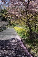 Spring photo material / landscape with cherry trees.