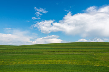 green field and blue sky