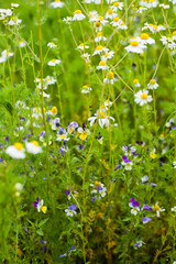 Blooming herbal garden with chives, lavender, rosemary, mint, catnip and many others. Herbs and...