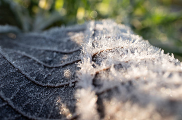 close up of a tree leaf with frost. snow and frost in winter. frosted leaf