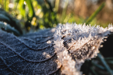close up of a tree leaf with frost. snow and frost in winter. frosted leaf
