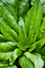 Mature spinach plant in the garden -  spinacia oleraces