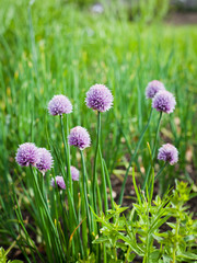 Chives light violet flowers - Herbal and Medicinal Garden.