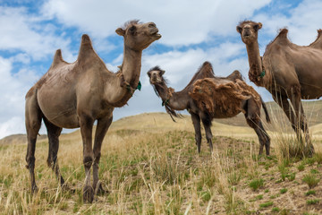 Group of three bactrian camels in grassland